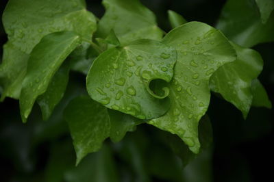 Close-up of wet plant leaves during rainy season