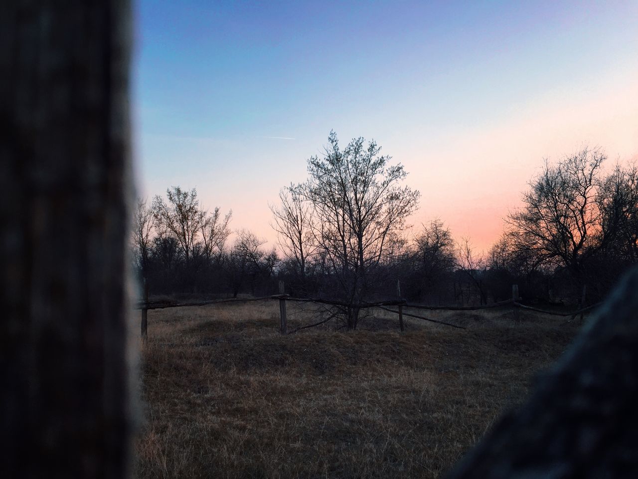 TREES AGAINST SKY