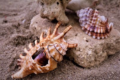 Close-up of shells on sand