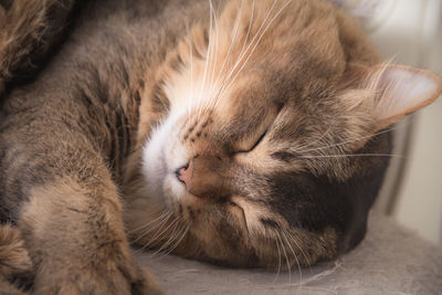 Close-up of cat sleeping