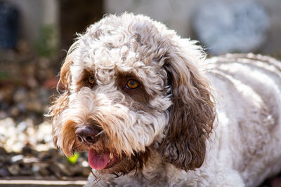 Cockapoo dog