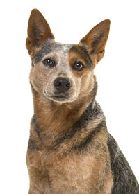 Close-up portrait of a dog over white background