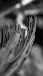 Close-up of plant against blurred background