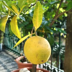 Close-up of yellow fruits on tree