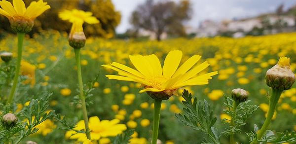 Close-up of yellow flowers blooming on field