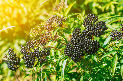 Bunches of black elderberry in sunlight. autumn, late summer. medicinal plants. coronavirus