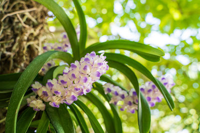 Close-up of purple flowering plant