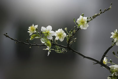 Close-up of white cherry blossoms in springtime