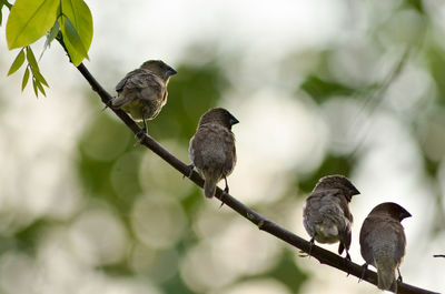 Birds perching on branch