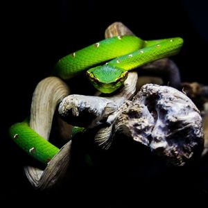 Close-up of lizard on wood against black background