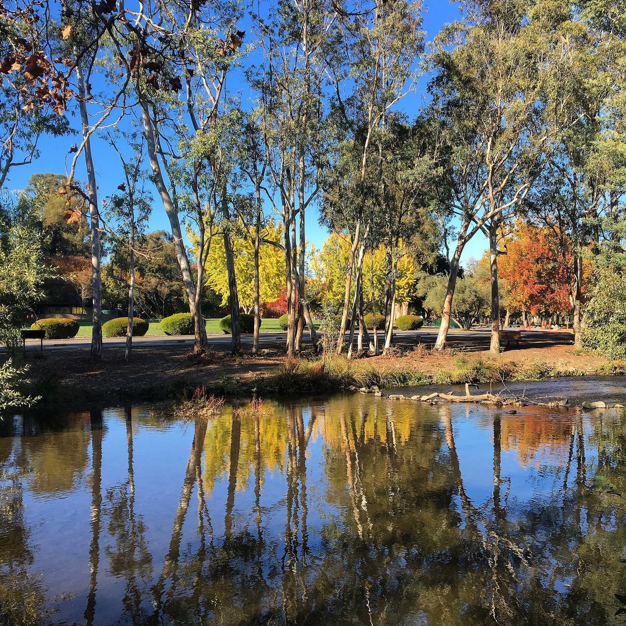 tree, reflection, water, lake, tranquility, blue, tranquil scene, nature, beauty in nature, growth, scenics, clear sky, pond, branch, tree trunk, built structure, standing water, waterfront, sky, day