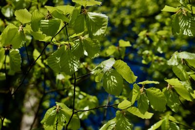 Close-up of green flowering plant