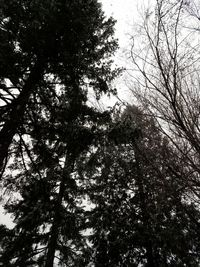 Low angle view of trees against sky