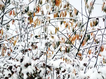 Close-up of snow covered leaves