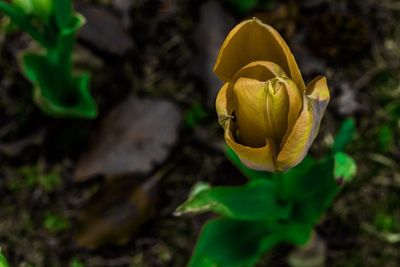 Close-up of yellow flowering plant on field