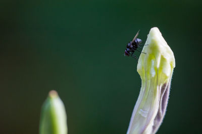 Close-up of insect on flower