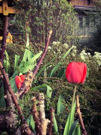 Close-up of red flowers blooming outdoors