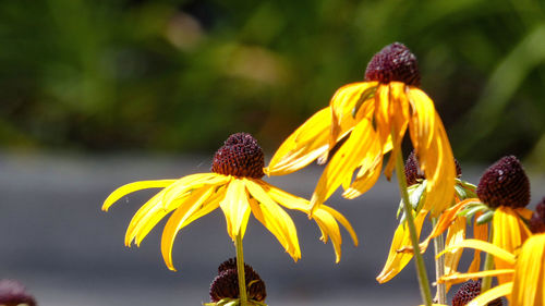 Close-up of yellow flower