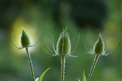 Close-up of green plant