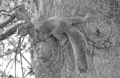 View of lizard on tree trunk