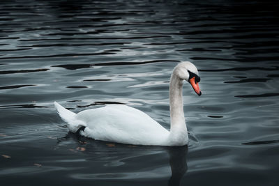 Swan swimming in lake