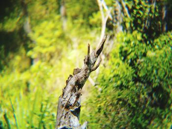 View of deer on plant in forest