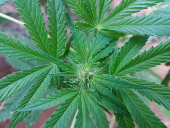 Close-up of marijuana plant 