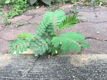 High angle view of plant growing on field