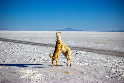 Full length of a horse on the ground