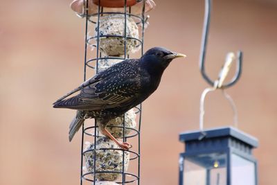bird