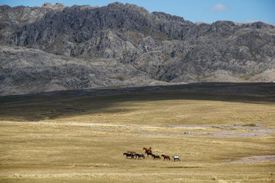 View of horses on landscape