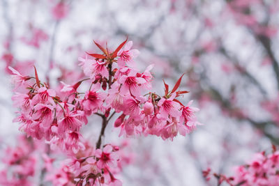 Close-up of pink cherry blossom