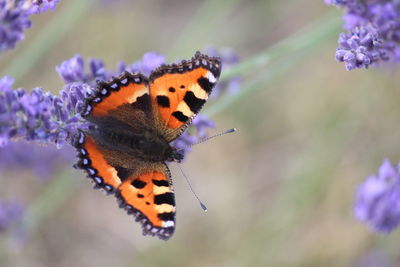 Close-up of butterfly pollinating on purple flower