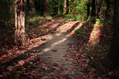 Footpath amidst trees in forest during autumn