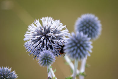 White pompom thistles with a bumblebee hidden