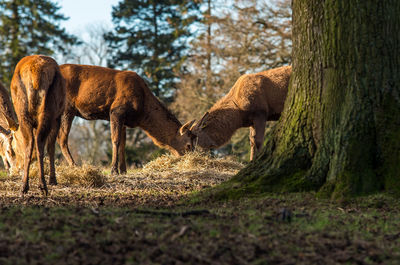 Deer grazing by tree on field