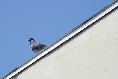 Low angle view of bird perching on building against clear sky