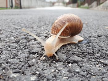 Close-up of snail