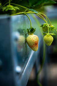 Close-up of strawberries