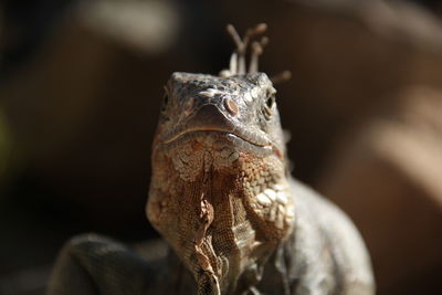 Close-up of iguana