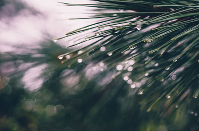 Close-up of water drops on leaves