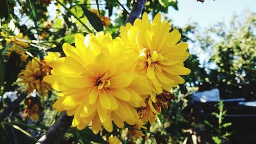 Close-up of yellow flowers blooming outdoors