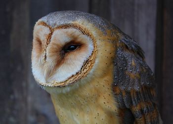 Portrait of a barn owl tyto alba 