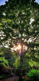 Sunlight streaming through trees in forest