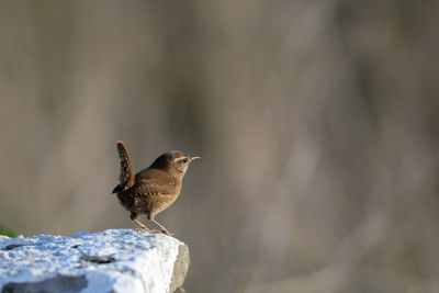 Close-up of bird perching on rock