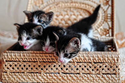 Cats relaxing in basket