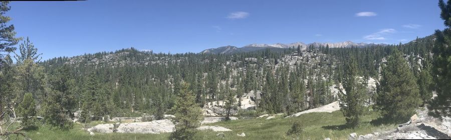 Panoramic shot of trees on landscape against sky