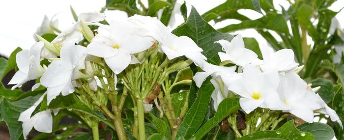 Close-up of white flowers