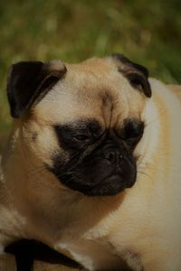 Close-up of a dog