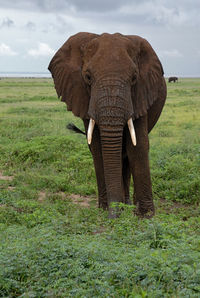 Close-up of elephant on grass field against sky